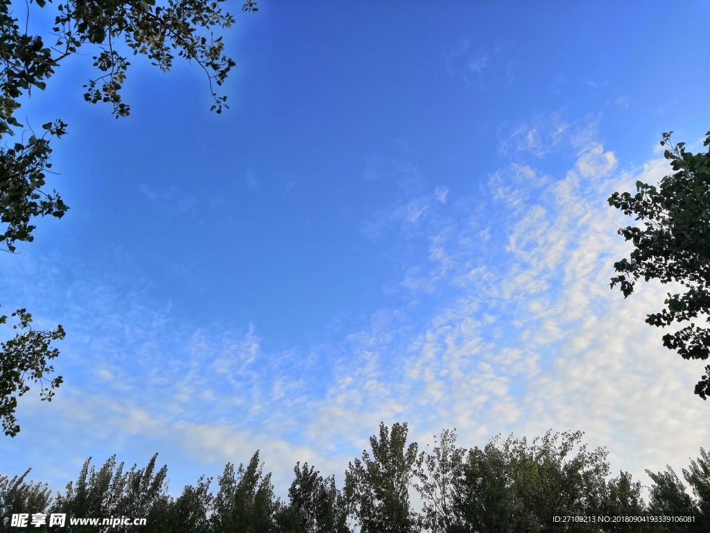 天 蓝天 白云 树 天空