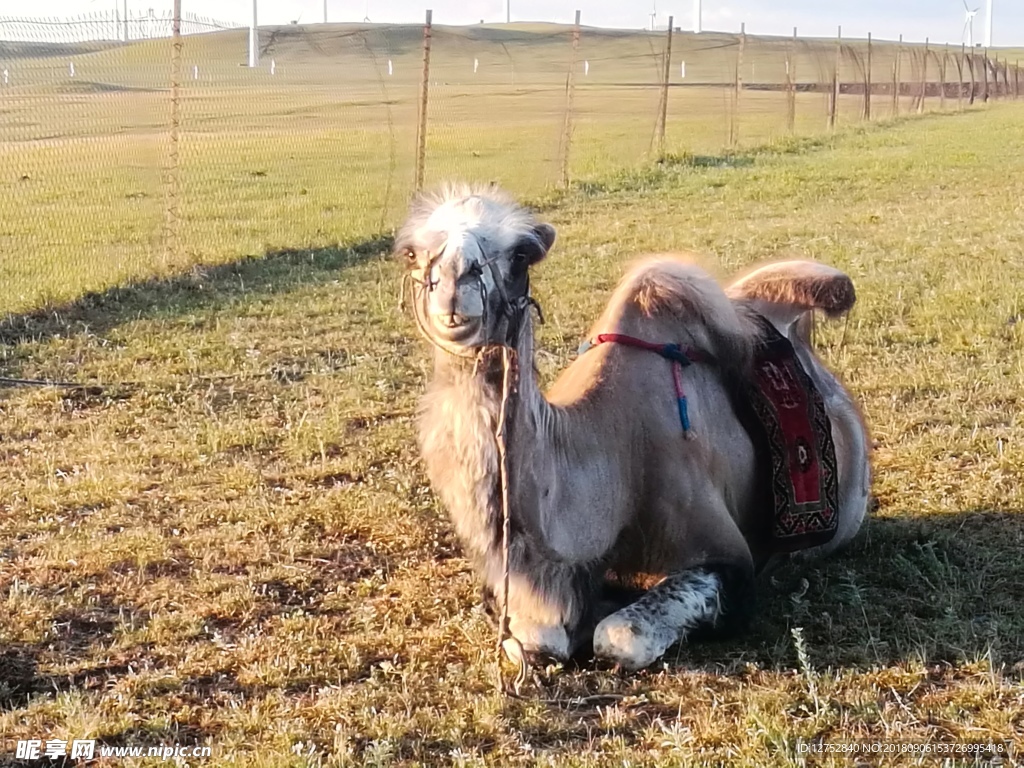 草原骆驼