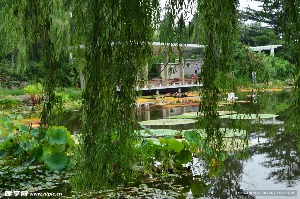 植物园荷塘