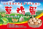 草鸡蛋合格证宣传单