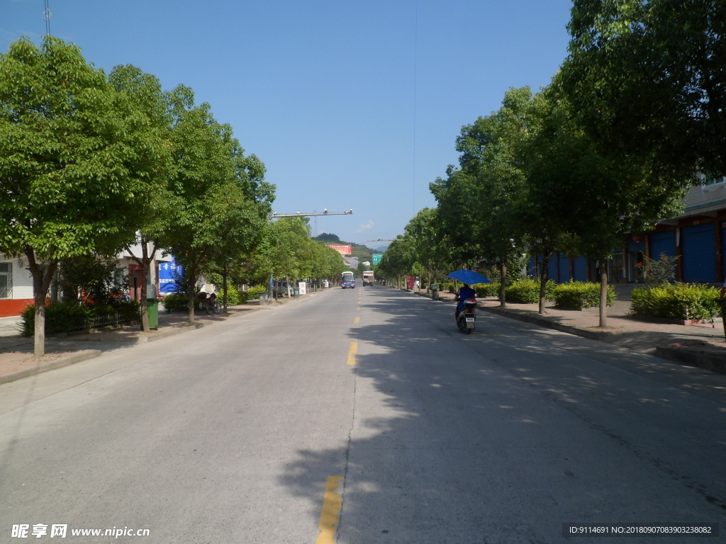 行道树道路绿化