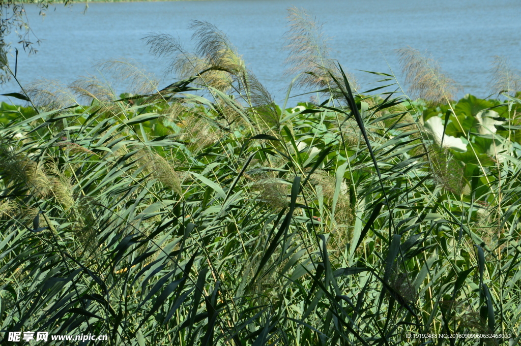 颐和园青芦花