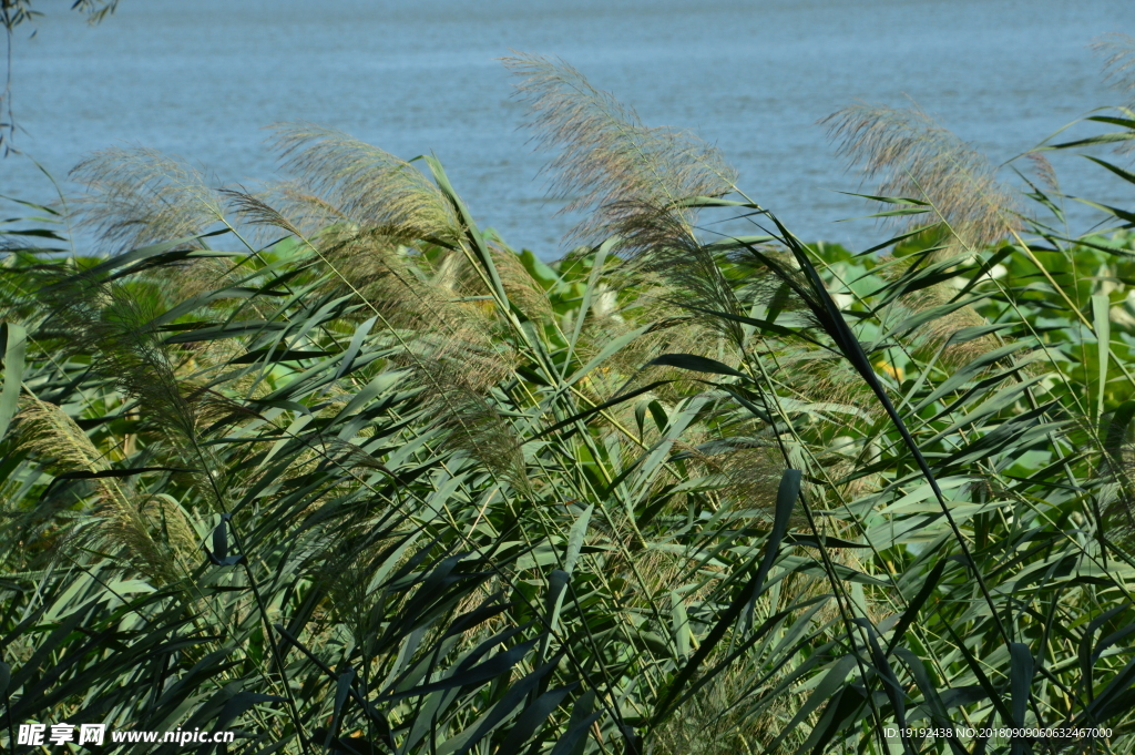颐和园青芦花