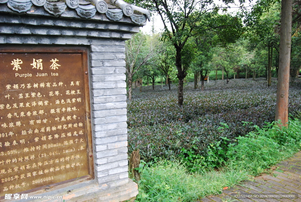 紫鹃 云南 普洱茶树