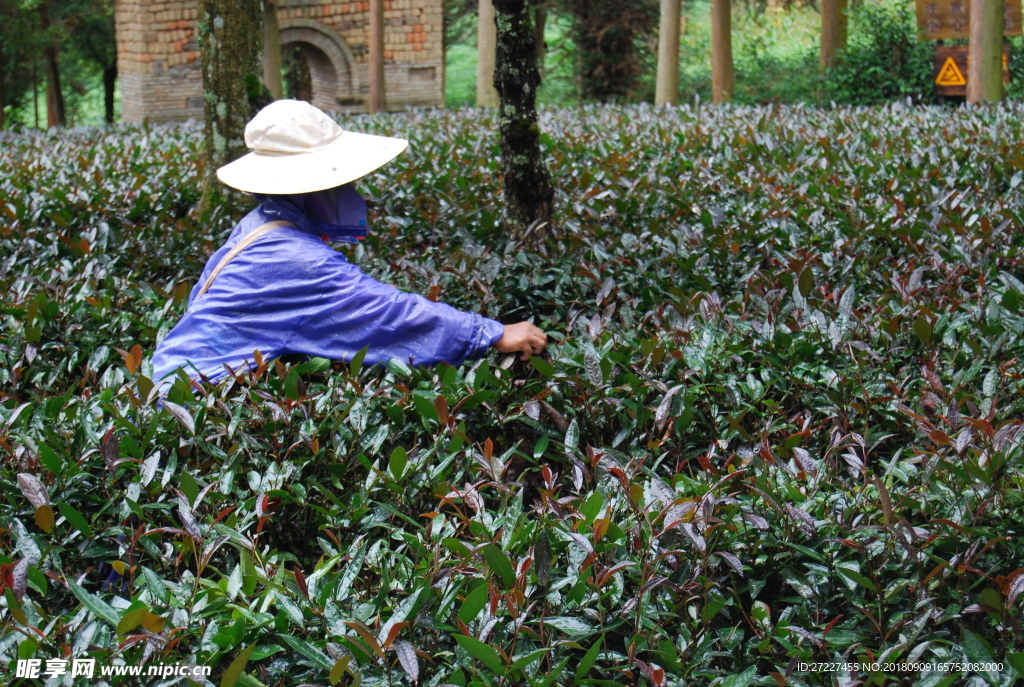 云南 西双版纳 紫鹃茶树