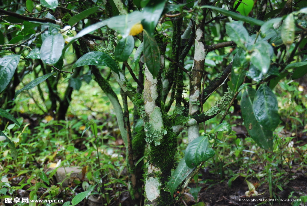 云南普洱茶树 树干寄生植物