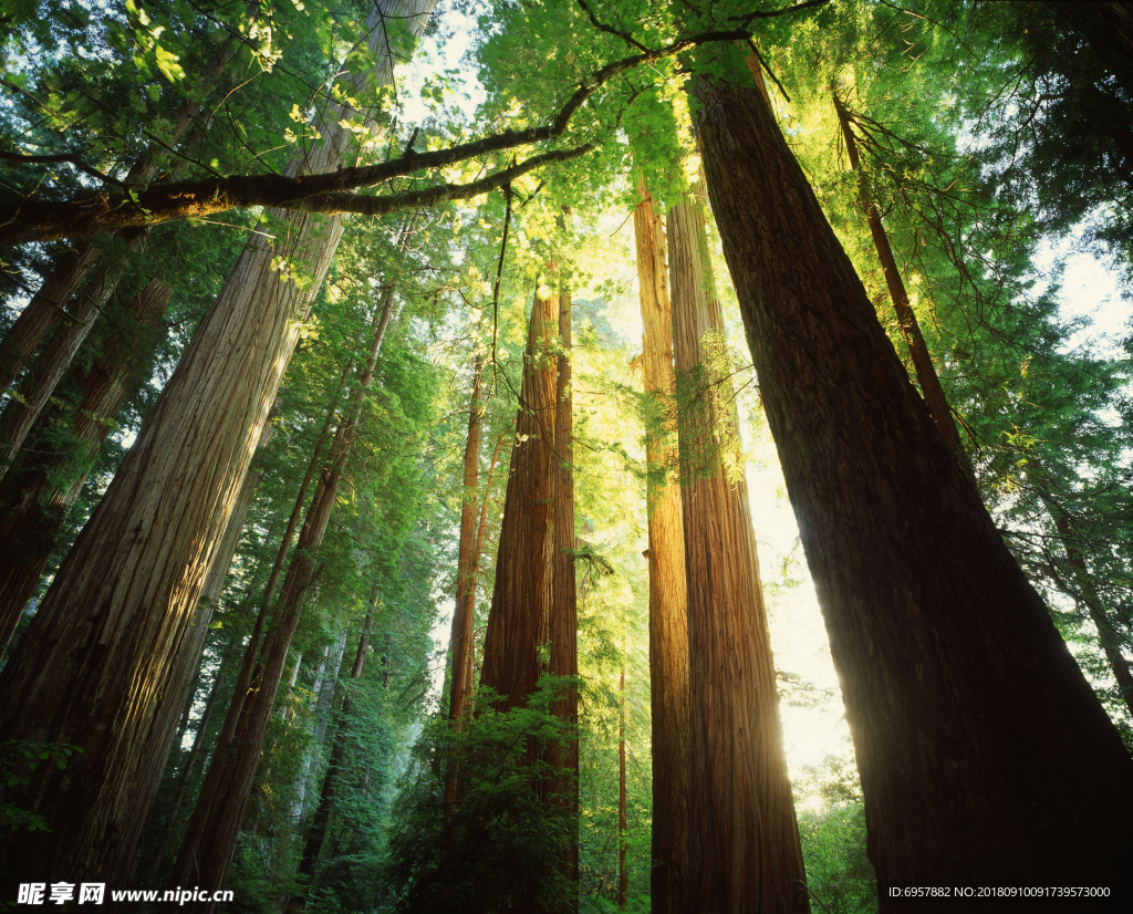 高清阳光森林 软膜