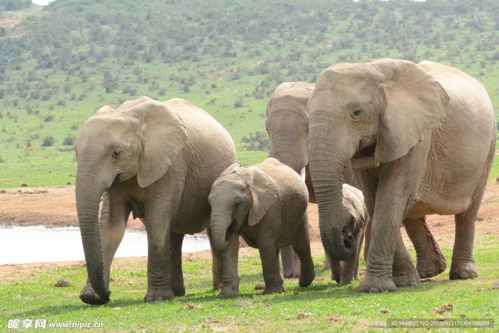 南非野生大象群图片