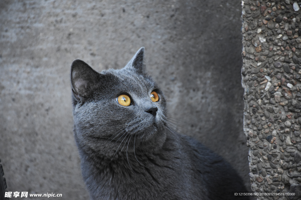 蓝猫 猫 大胖猫 烟头