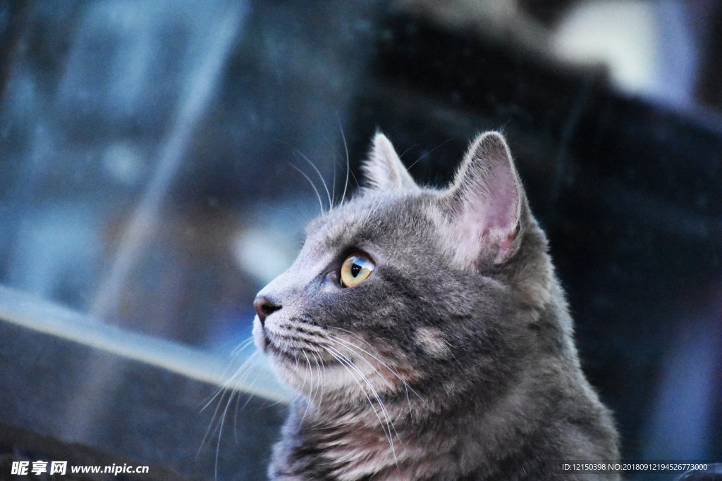 ·猫 动物 二胖 宠物