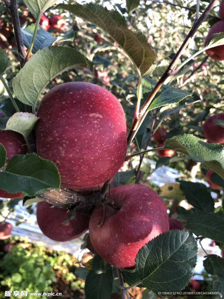 冰糖心苹果 冰糖心 盐源苹果