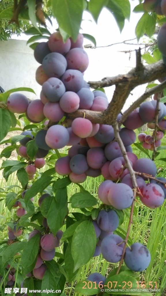 李子树 果树 果实累累 李子