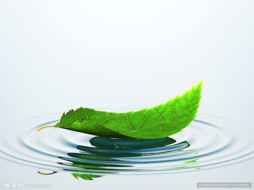 落在水面上的绿叶子
