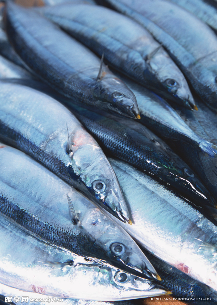 新鲜鱼虾贝蟹类水生物