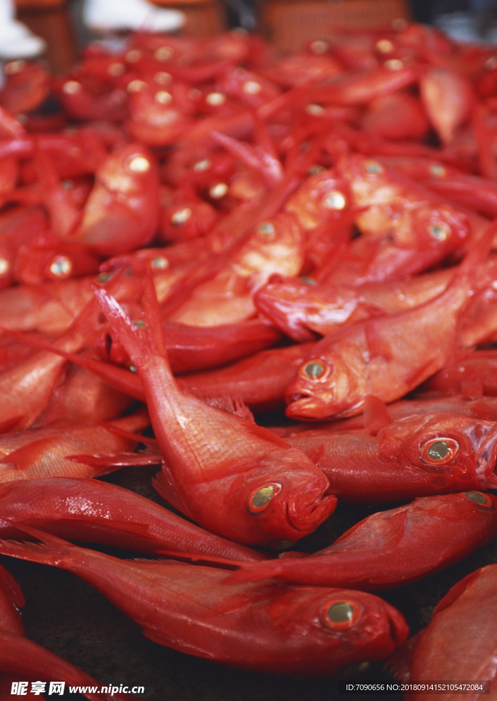 新鲜鱼虾贝蟹类水生物