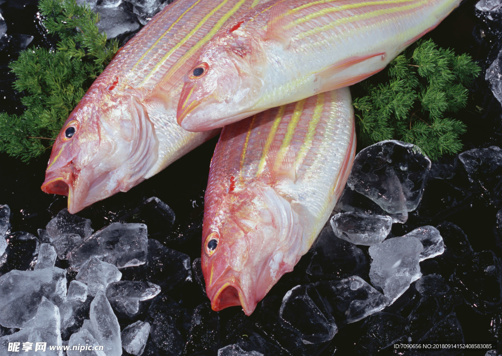 新鲜鱼虾贝蟹类水生物