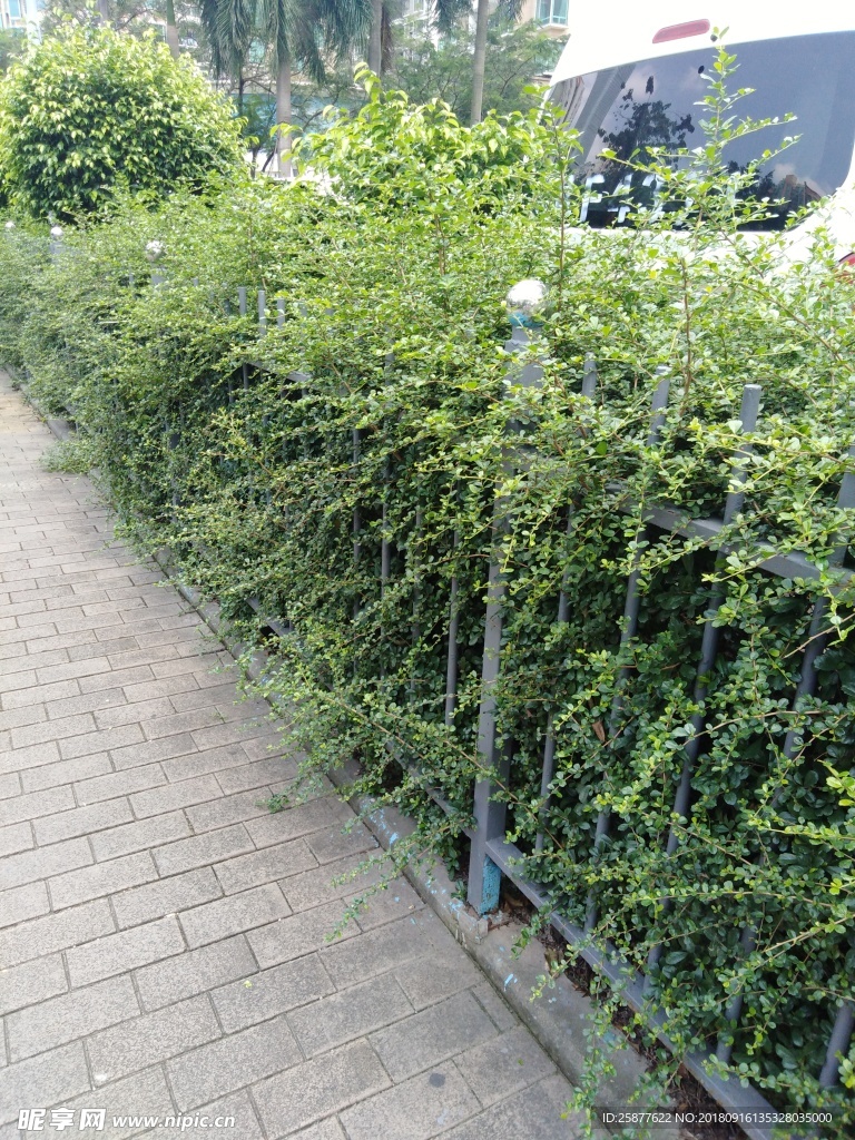 小叶子 叶子 路边小叶子