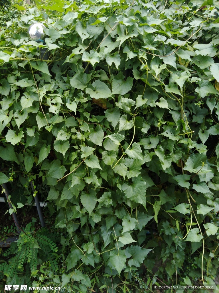 薇甘菊 微甘菊 何首乌 植物背
