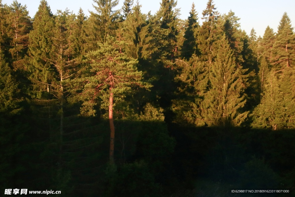 莫斯科郊外的桦树林