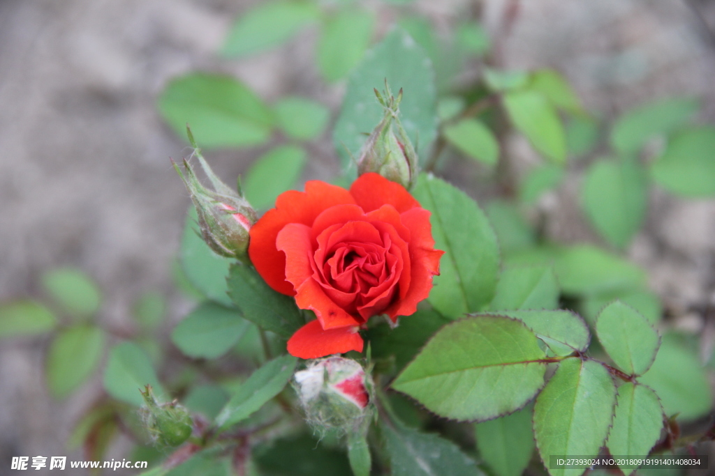 花 花卉 植物 新鲜