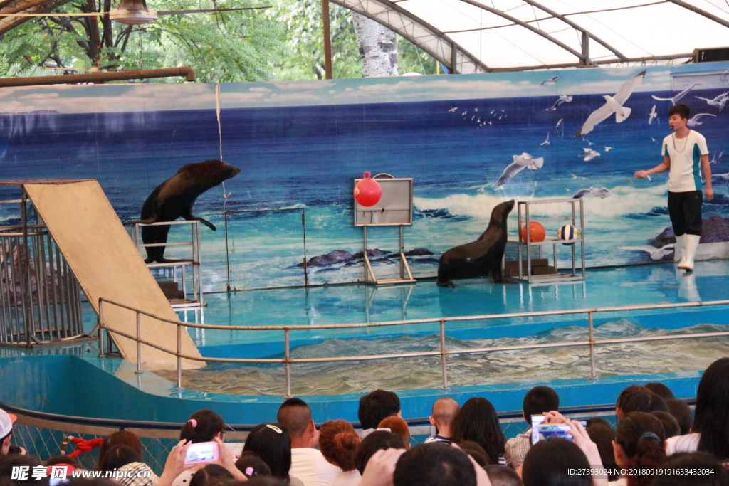 水族馆 海豹 表演 海狮 海狗