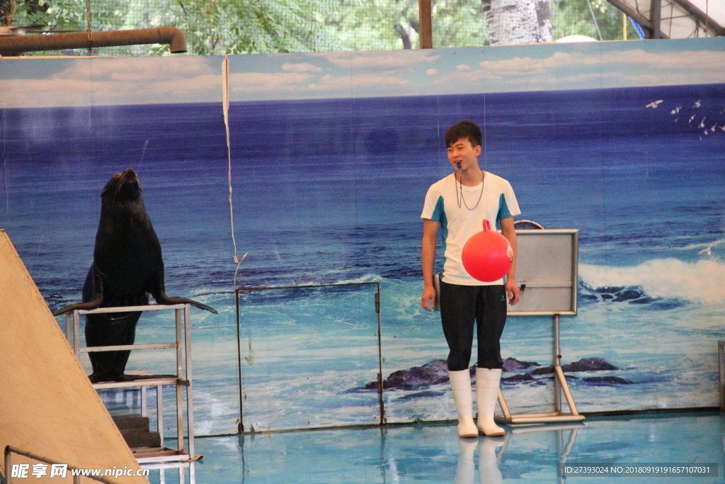 水族馆 海豹 表演 海狮 海狗