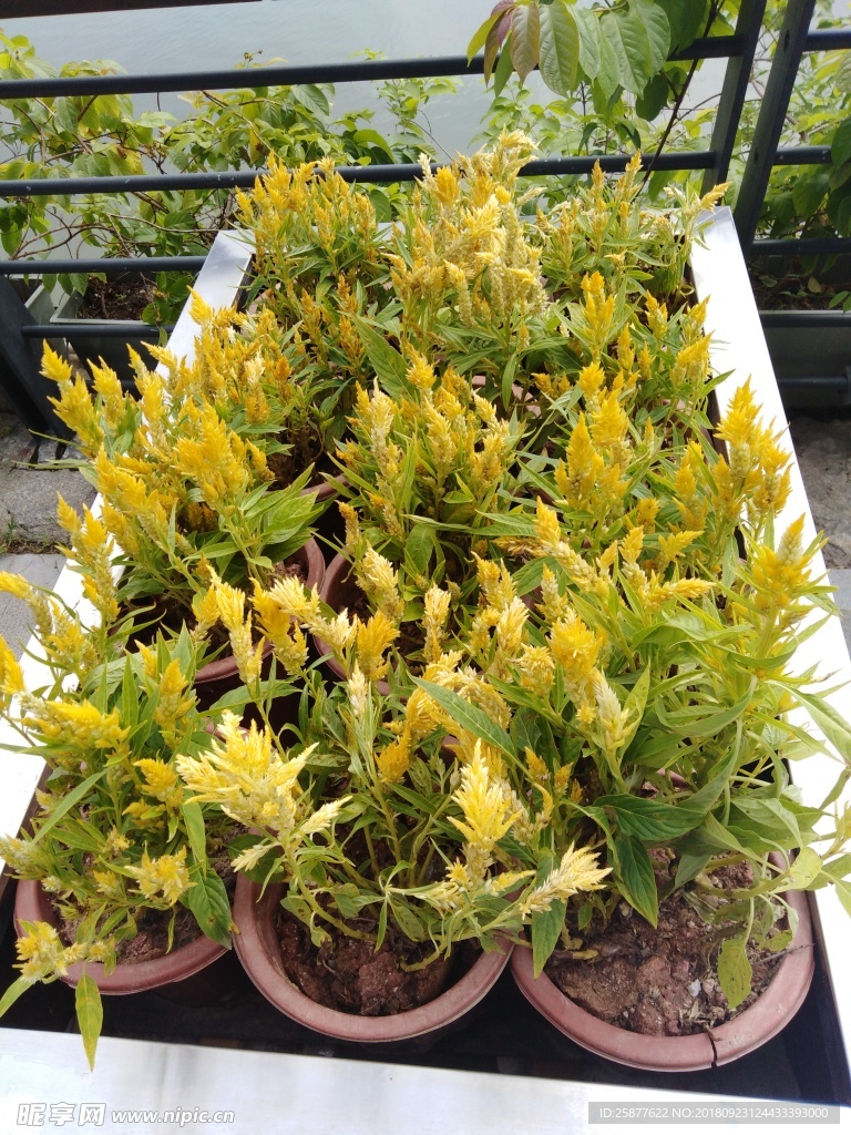 鸡冠花 穗冠花 黄熏衣 植物