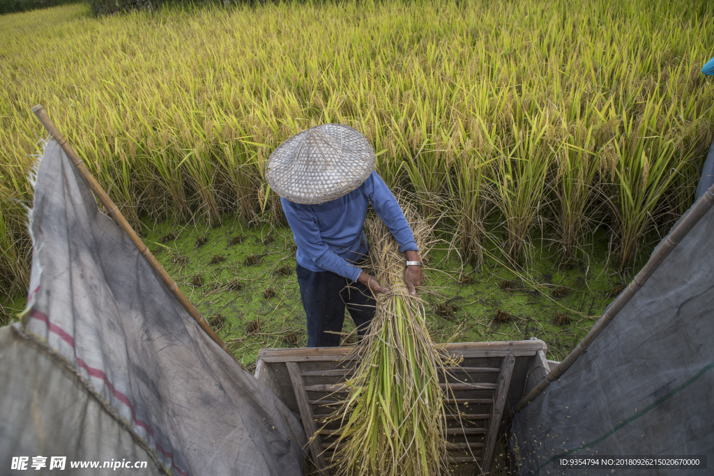 收割稻谷