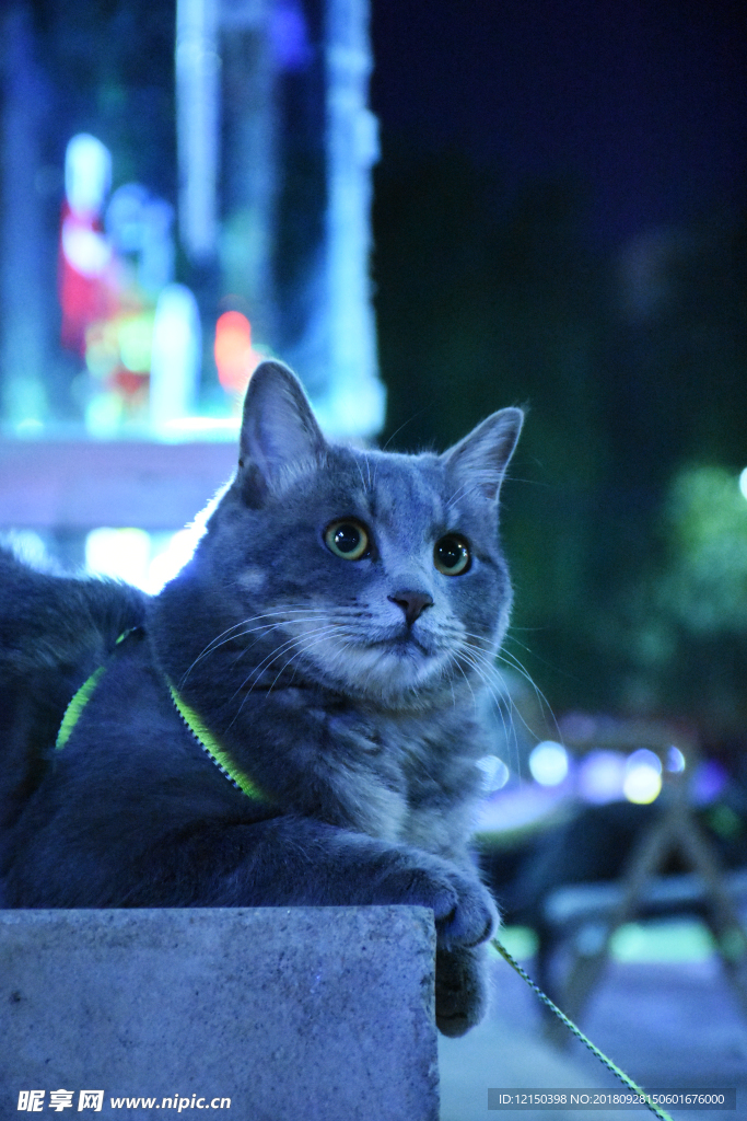 少爷 二胖 动物 猫