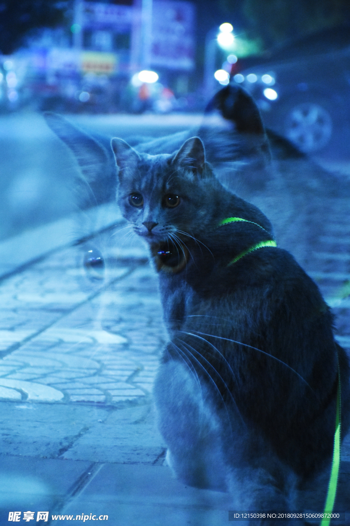 二胖 少爷 猫 动物