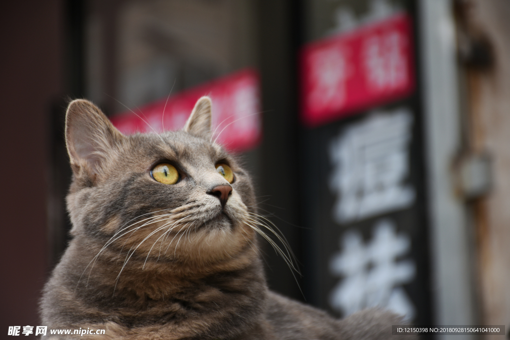 二胖少爷 猫 动物