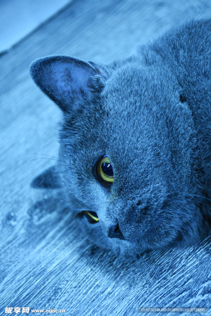 大胖 烟头 蓝猫 动物