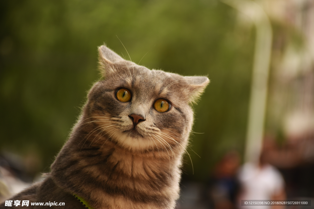 少爷 二胖 猫 动物