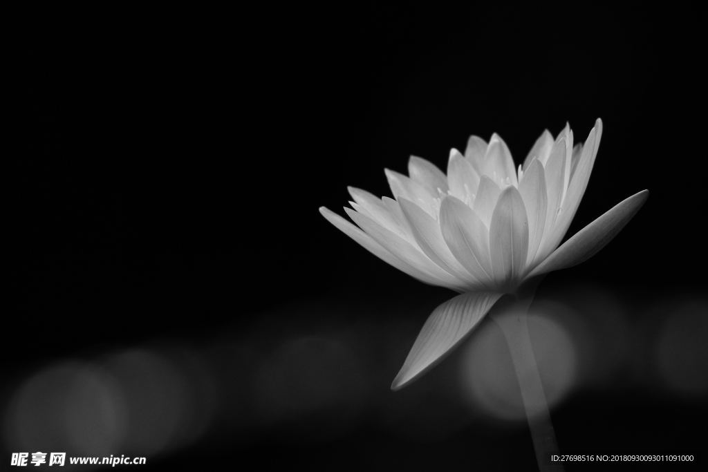 简约唯美黑白超清睡莲