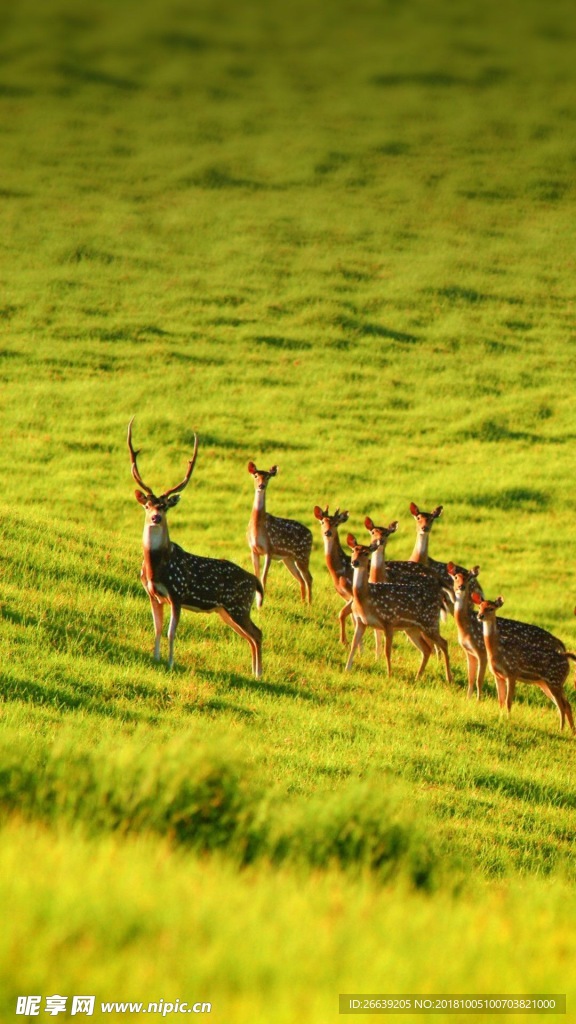 鹿 唯美 高清