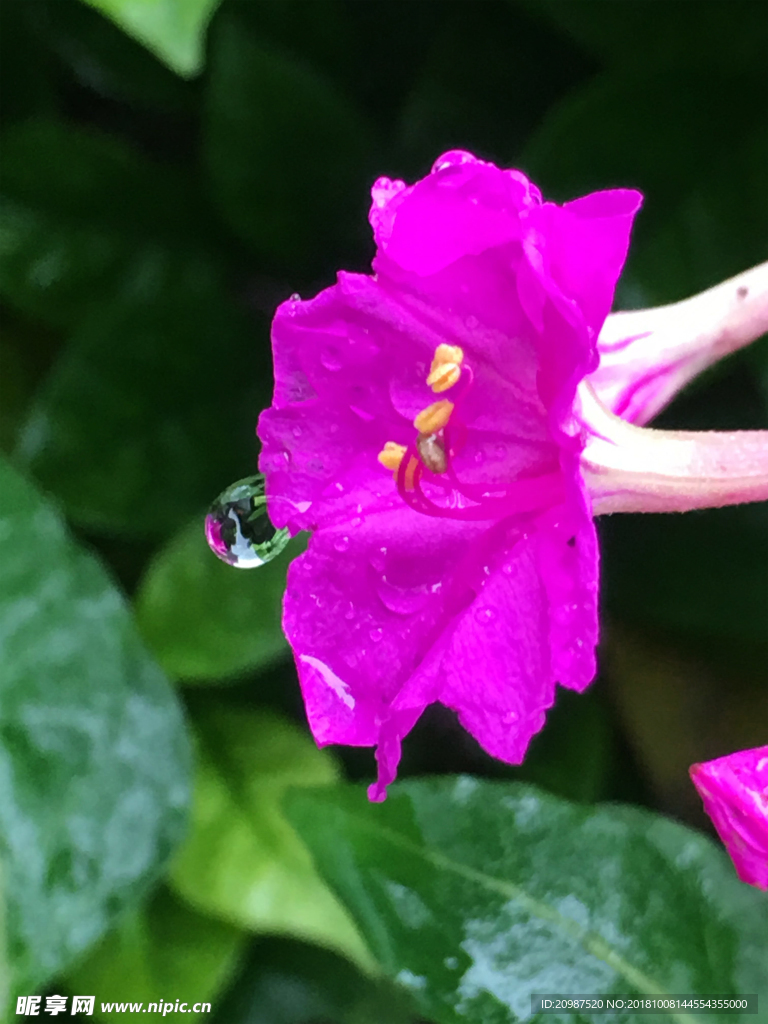 喇叭花胭脂粉花