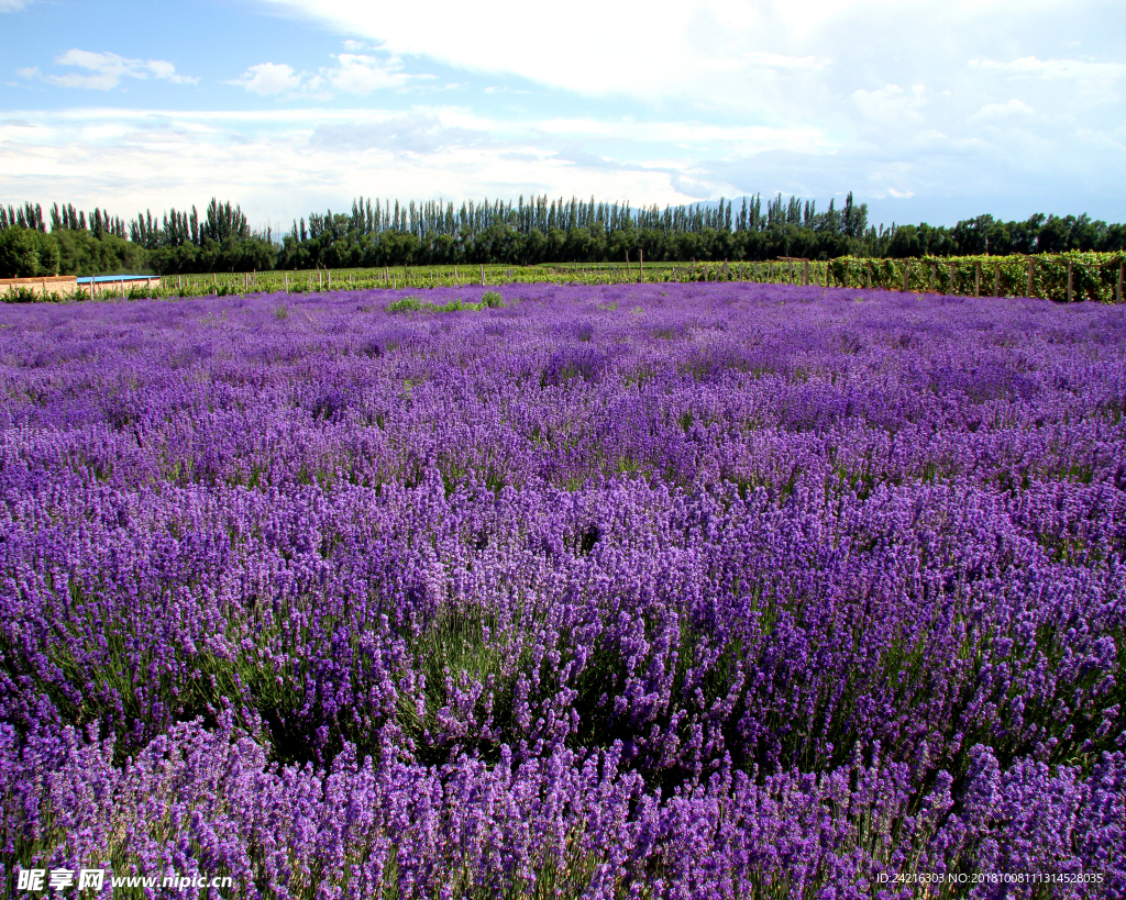 熏衣草 蓝天 花 海 紫色 草