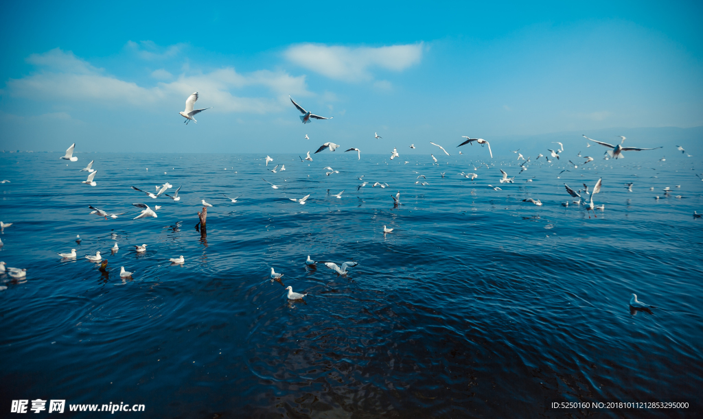 大理洱海海鸥海鸟