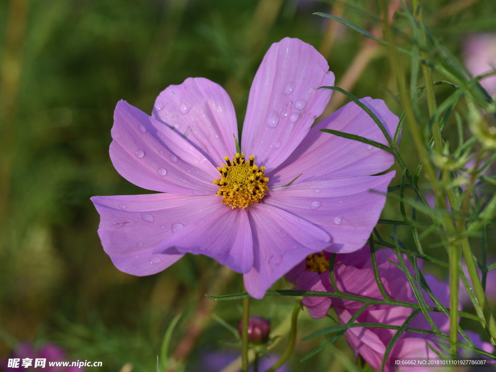 淮安柳树湾格桑花