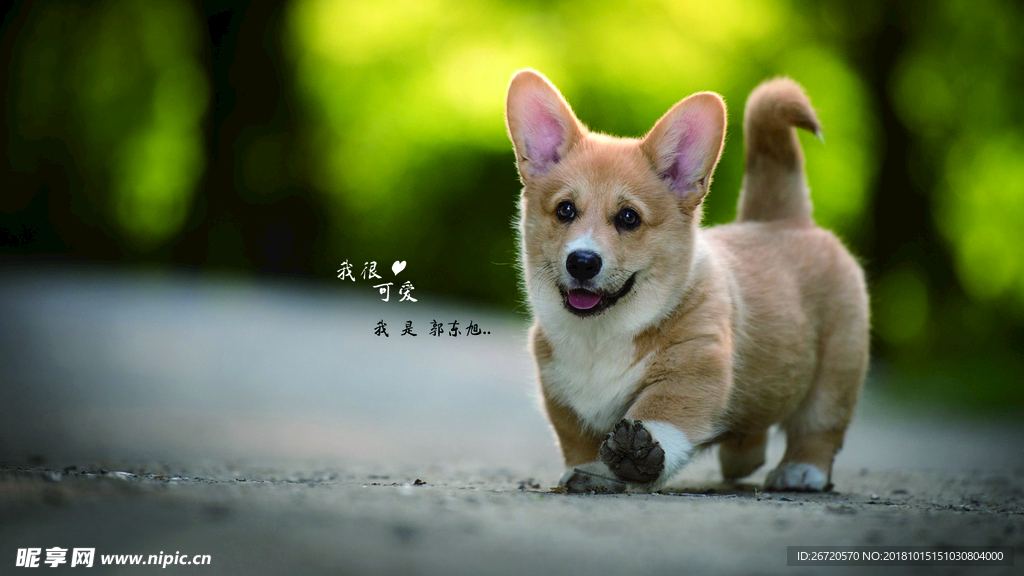 宠物 狗  柯基  小短腿