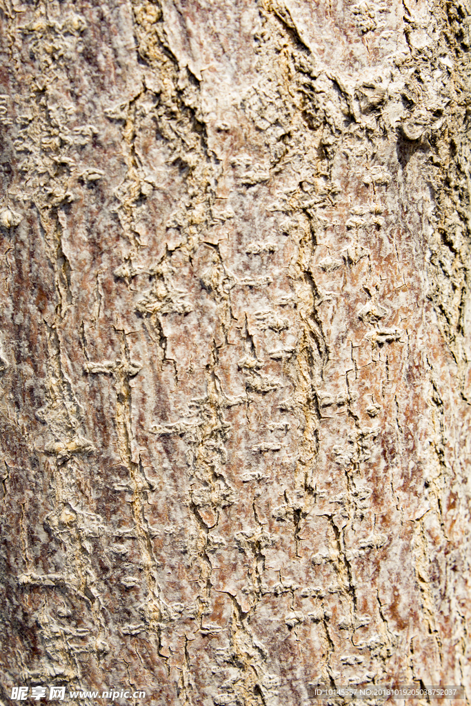 树皮贴图素材