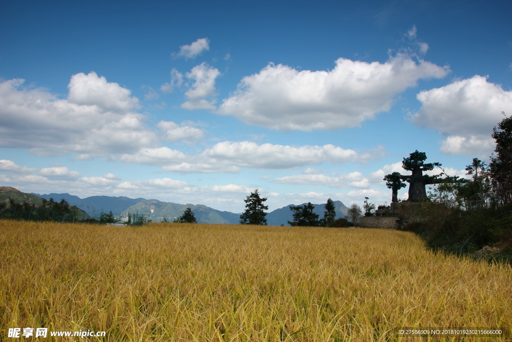 稻花香里说丰年
