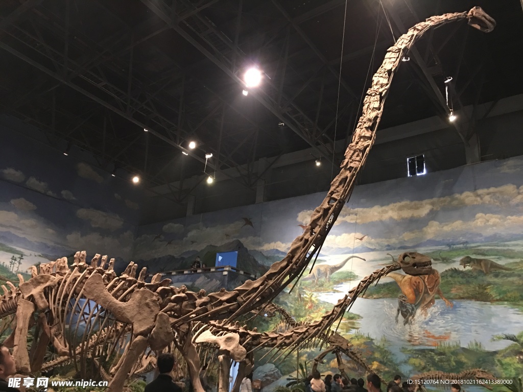 恐龙蛋化石 恐龙蛋 恐龙 自贡