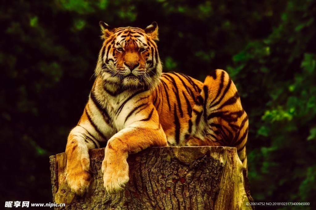 凝视远方的老虎