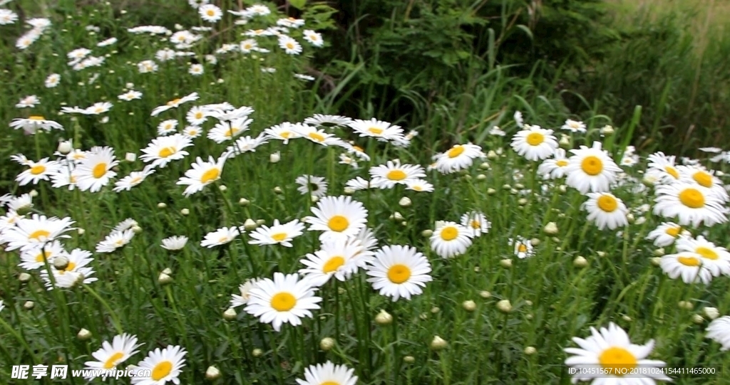 牛眼菊花丛视频