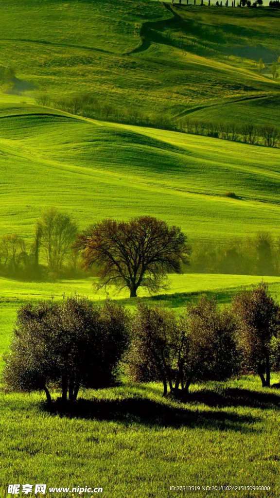 绿色的田野图片