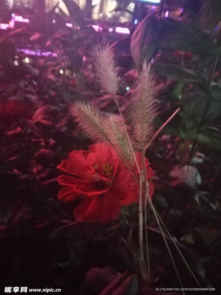 狗尾巴草与小花