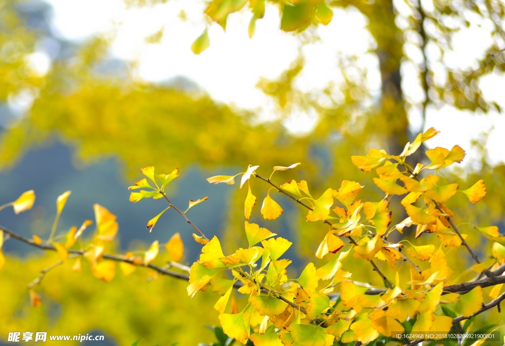 黄色银杏