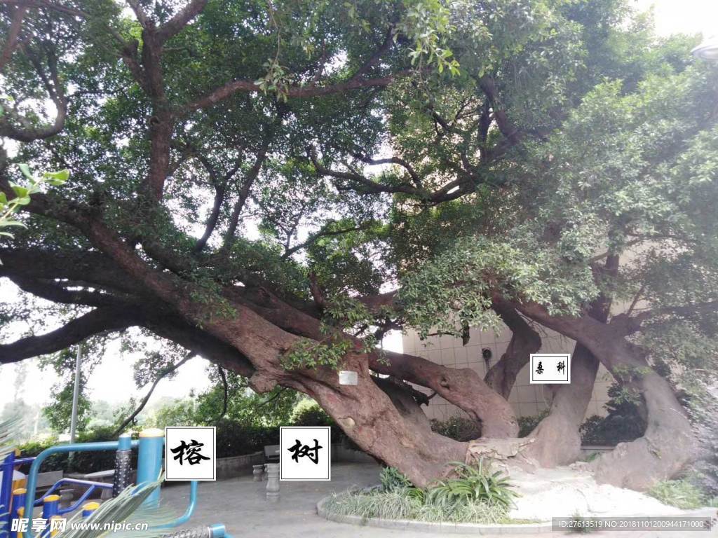 枝繁叶茂的大榕树图片