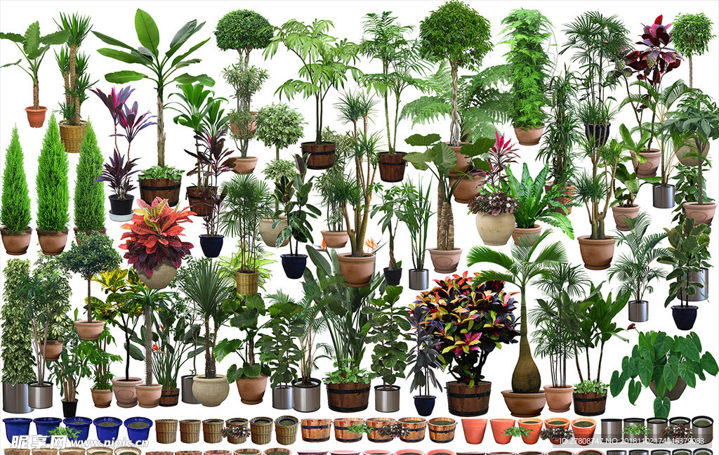 盆栽 盆景 花卉